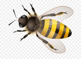 Bee Background Png Download 800 643 Free Transparent Western Honey Bee Png Download Cleanpng Kisspng All images and logos are crafted with great workmanship. free transparent western honey bee png