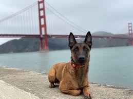 More on dairydell dog boarding for san francisco residents. Off Leash K9 Training Bay Area San Jose Home Facebook
