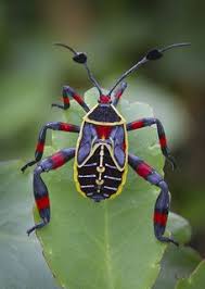 The Giant Mesquite Bug Is An Insect Found In Arizona Baja California Sur And New Mexico It Is Known For Its Interesting Insects Beautiful Bugs Cool Insects