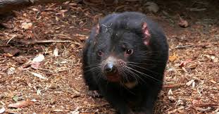 Basic facts about tasmanian devil: The Devil Fights Back How The Tasmanian Devil Adapts To Transmissible Cancer Advanced Science News