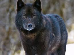 Hd wallpapers and background images Controversial Wolf Season Extended For Prince Of Wales Island Alaska Public Media