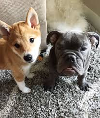 Black And Tan Shiba Inu Female Pin By Ian Wilson On Adventures Of Hiro Hank Cutest Puppy Ever Cute Puppies English Bulldog Puppy