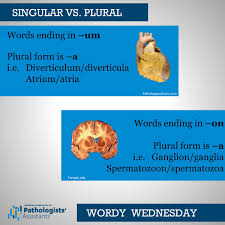 This means creating algorithms to classify, analyze, and draw predictions from data. Aapa A Twitter This Wordy Wednesday We Are Talking About Singular And Plural Forms Of Medical Terms There Are Many Rules For Plural Words In Medicine And They Can Be Tricky To