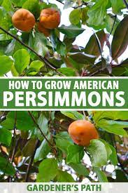 Free for commercial use no attribution required high quality images. How To Grow American Persimmons Gardener S Path