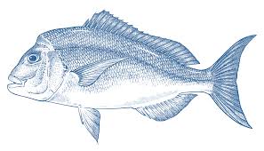 Snapper Goodfish