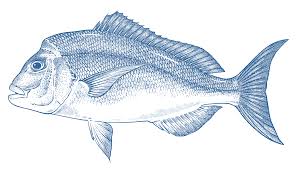 snapper goodfish