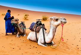 This is a modern merzouga luxury desert camp for tourists, we take tourists camel riding in morocco with the dromedary in order to cross the sahara to experience an. Camel Riding Or Culture Ruining Tangier Morocco