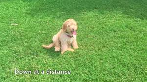 When it comes to temperament, the goldendoodle is somewhat similar to the australian labradoodle. 4 5 Month Old Golden Doodle Riley Doodle Dog Trainers Golden Doodles Off Leash Youtube
