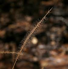 Image result for Perotis patens