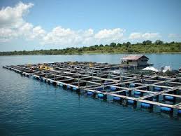 Yuk Kenali Ragam Keramba Jaring Apung Dengan Waring Ikan Bisnis Kecil Ikan