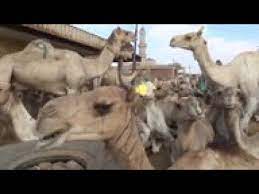 Camel cutting in saudi arabia camel qurbani slaughtering: Egyptians Think Big For Eid Sacrifice Replay Youtube