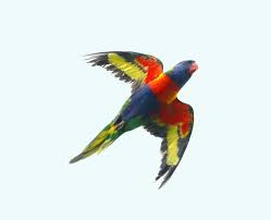 Pin On Sectioned Animals In Specific Actions And Activities