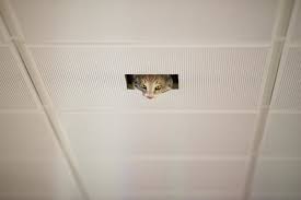 We did not find results for: Ceiling Cat Data As Culture Odi The Open Data Institute