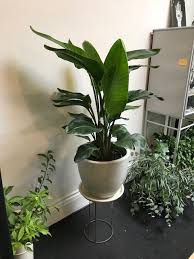 Bird Of Paradise In Pot Bird Of Paradise In Cream Ceramic Pot On Natural Plant Stand For Just Inside Master Bedroom Plants Plant Stand Ceramic Pot