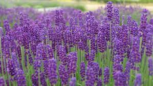 Lavender Flower In Urdu Best Flower Wallpaper
