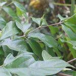 Image result for Rothmannia urcelliformis