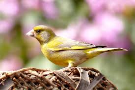 Attract more birds with birdbaths. 7 Plants That Will Attract Birds To Your Yard