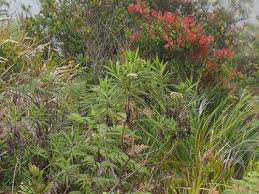 Image result for Eschenbachia stricta
