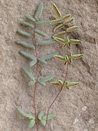 Image result for Parkeriaceae