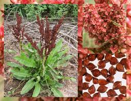 Image result for Rumex crispus