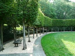 Hornbeam Colonnade At Dumbarton Oaks Outdoor Landscaping Landscape Design Outdoor Gardens
