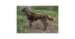 Image result for německý ohař dlouhosrstý