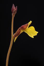 Image result for Utricularia scandens