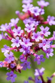 If you want to be sure you get a genetic copy of the parent plant, you should grow from cuttings, as verbena seeds don't always grow true to type. Eisenkraut Lollipop Verbena Bonariensis Lollipop Gunstig Online Kaufen