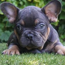 Our frenchies produced are blue, chocolate, lilac, lilac and tan, pied, brindle and blue and tan french bulldog puppies. French Bulldog Blue Choco Blue Tan Choco Tan Frenchies French Bulldog Female Blue Tan Facebook