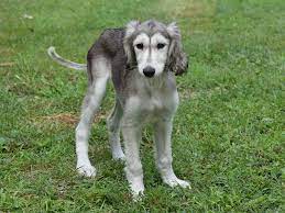 Saluki For Sale Saluki Puppies Saluki Puppy Dog Breeds Saluki Dogs
