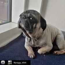 pin auf pugs