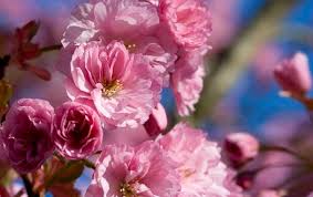 Maybe you would like to learn more about one of these? Choosing The Best Flowering Cherries Gardeners Club