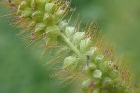 Image result for Setaria pumila