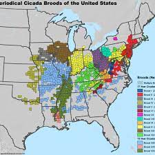 For the five to six weeks that they're above ground, the live cicadas — and their brood x is the name for the big generation of cicadas due in the spring of 2021, just as in. Cicada Brood X Map 2021 When And Where Billions Of The Bugs Will Emerge Vox