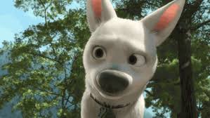 You can use this swimming information to make your own swimming trivia questions. The Ultimate Film Dog Quiz Dogs Films On Beano Com