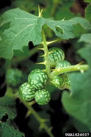 Image result for Solanum supinum