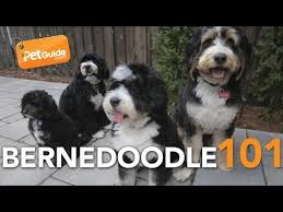 bernedoodle