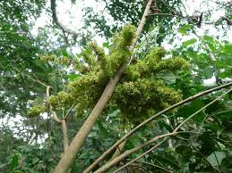 Image result for Maesobotrya