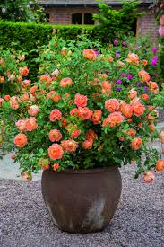 Growing Roses In Containers Container Roses Plants Beautiful Gardens