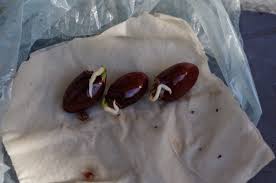 Litschi Vom Kern Zur Pflanze Exotische Pflanzen Pflanzen Straucher Pflanzen