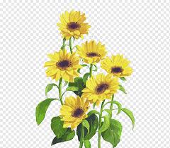 Biji bunga matahari umumnya dijadikan kuaci, dan camilan ini cukup digemari oleh masyarakat indonesia. Bunga Matahari Bunga Kuning Daun Hijau Matahari Kecil Png Pngwing
