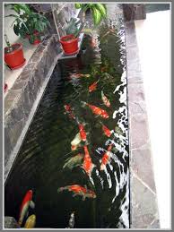 Tips Untuk Merawat Kolam Ikan Koi Edupaint