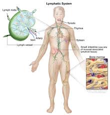 Image result for Lymphoma