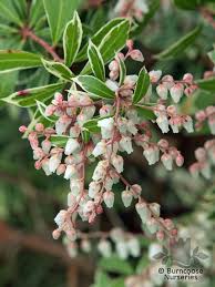 Check spelling or type a new query. Pieris Japonica Little Heath From Burncoose Nurseries