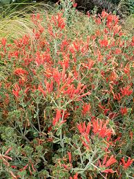 Image result for Dicliptera clinopodia