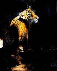 Autumn Day Zoo Waco Zoo Animals Cool Cats