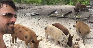 Die schweine von big major cay sind ein phänomen. Urlaubsparadies Abaco Kultig Speisen Und Schwimmen Mit Schweinen Martin Schranz Gsd Master Ag
