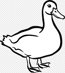 Such friendly ducks who like their food! Duck American Pekin Mallard Duck Animals Monochrome Vertebrate Png Pngwing