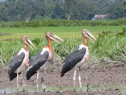 Manas National Park Greater Adjutant Strok Critically Endengered Bird Animals Wild Bird Animals