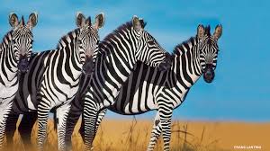 Where do zebras live in africa? Why Do Zebras Have Stripes Nwf Ranger Rick